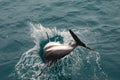 Dusky dolphin playing in the ocean near Kaikoura, New Zealand