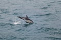 Dusky dolphin swimming off the coast of Kaikoura, New Zealand