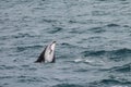 Dusky dolphin swimming off the coast of Kaikoura, New Zealand