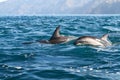 Dusky dolphins