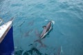 Dusky dolphins swimming near the boat off the coast of Kaikoura, New Zealand