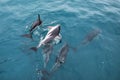 Dusky dolphins swimming off the coast of Kaikoura, New Zealand