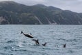 Dusky dolphins swimming off the coast of Kaikoura, New Zealand