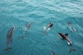 Dusky dolphins swimming off the coast of Kaikoura, New Zealand