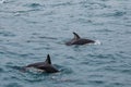 Dusky dolphins swimming off the coast of Kaikoura, New Zealand