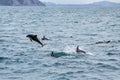 Dusky dolphins swimming off the coast of Kaikoura, New Zealand