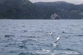 Dusky dolphins swimming off the coast of Kaikoura, New Zealand