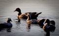 Dusky Ducks