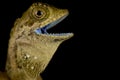 Dusky Earless Agama Aphaniotus fusca Royalty Free Stock Photo