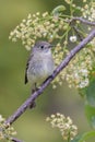 Dusky Flycatcher bird Royalty Free Stock Photo