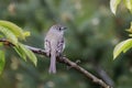 Dusky Flycatcher bird Royalty Free Stock Photo