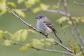 Dusky Flycatcher bird Royalty Free Stock Photo