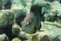 Dusky gregory fish  - Stegastes nigricans, Red sea Royalty Free Stock Photo