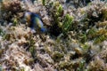 Dusky gregory Underwater (Stegastes nigricans Royalty Free Stock Photo