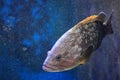 Dusky grouper Royalty Free Stock Photo