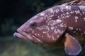 Dusky grouper Royalty Free Stock Photo