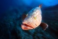 Dusky grouper - Epinephelus marginatus- in blue