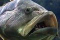 Dusky Grouper or Epinephelus Marginatus at Cretaquarium in Heraklion city, Crete Island