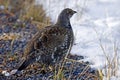Dusky Grouse, Dendragapus obscurus, in snow Royalty Free Stock Photo