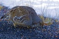 Dusky Grouse, Dendragapus obscurus, in winter Royalty Free Stock Photo