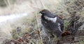 Dusky grouse(Dendragapus obscurus) Royalty Free Stock Photo