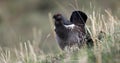 Dusky grouse(Dendragapus obscurus) Royalty Free Stock Photo