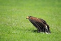Dusky hawk Royalty Free Stock Photo