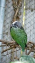 Dusky-headed parakeet in a zoo Royalty Free Stock Photo