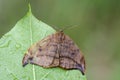 Dusky Hook-tip sitting on a leaf