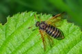 Dusky-horned Scabious Sawfly - Abia candens resting on a leaf.