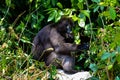 Dusky langur eating fruit in the jungle of Ang Thong Marine Park