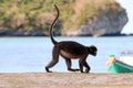 Dusky langur or leaf monkey walking on the beach at tropical island