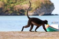 Dusky langur or leaf monkey walking on the beach at tropical island