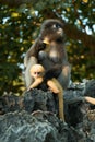 Dusky langur mommy and baby