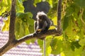 Dusky langur (Spectacled Langur) sitting on a tree branch in the forest. Royalty Free Stock Photo