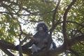Dusky langur (Spectacled Langur) sitting on tree in rainforest of Thailand Royalty Free Stock Photo