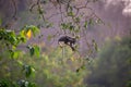 Dusky LangurSpectacled Langur Trachypithecus obscurusat Kaeng Krachan National Park Royalty Free Stock Photo