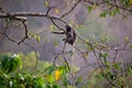 Dusky LangurSpectacled Langur Trachypithecus obscurusat Kaeng Krachan National Park Royalty Free Stock Photo