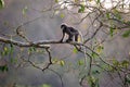Dusky LangurSpectacled Langur Trachypithecus obscurusat Kaeng Krachan National Park Royalty Free Stock Photo