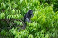 Dusky LangurSpectacled Langur Trachypithecus obscurusat Kaeng Krachan National Park Royalty Free Stock Photo