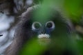 Dusky LangurSpectacled Langur Trachypithecus obscurusat Kaeng Krachan National Park Royalty Free Stock Photo