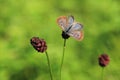 Dusky large blue butterfly