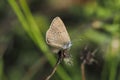 The dusky large blue (Phengaris nausithous) is a species of butterfly in the family Lycaenidae
