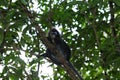 Monkey, Dusky leaf langur Trachypithecus obscurus spectacled leaf monkey