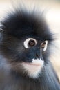 Dusky Leaf Monkey Royalty Free Stock Photo