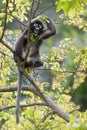 Dusky leaf monkey