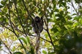 Dusky Leaf Monkey, also called spectacled langur, spectacled lea