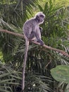 a leaf monkey on a branch in Malaysia Royalty Free Stock Photo