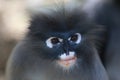 Dusky leaf monkey