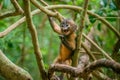 Dusky Leaf Monkey baby chewing branch in the forest. Ang Thong national park. Trachypithecus obscurus. Thailand.